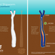 Illustration for article titled This Alien Worm-Creature Will Haunt Your Nightmares